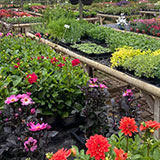  Buy annuals and perennial plants from Ash Moor Nursery, South Molton, North Devon