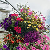  Annual plants for hanging baskets from Ash Moor Nursery, South Molton, North Devon