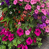  Annual plants for hanging baskets from Ash Moor Nursery, South Molton, North Devon