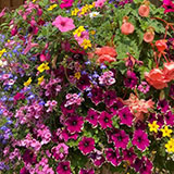  Order hanging baskets from Ash Moor Nursery, South Molton, North Devon