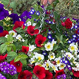  Order hanging baskets from Ash Moor Nursery, South Molton, North Devon