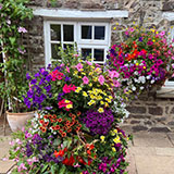 Order hanging baskets from Ash Moor Nursery, South Molton, North Devon