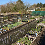  Buy annuals and perennial plants from Ash Moor Nursery, South Molton, North Devon