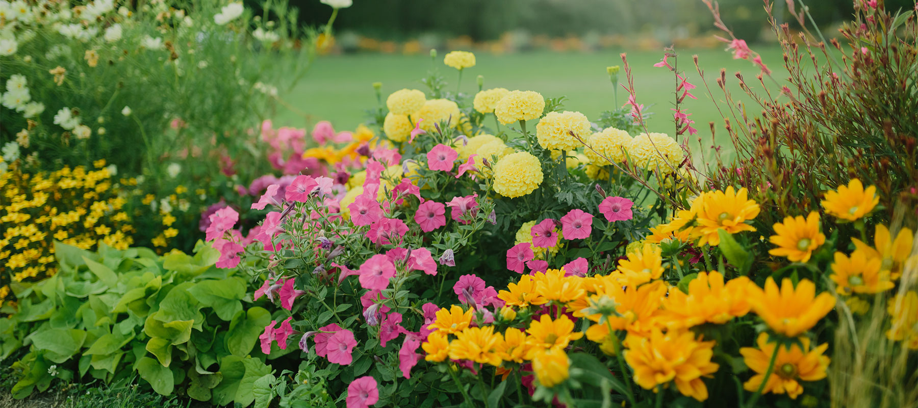 Garden Centre ifor summer perennials n North Devon - Ash Moor Nursery