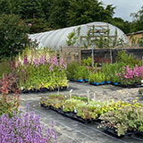  Buy annuals and perennial plants from Ash Moor Nursery, South Molton, North Devon