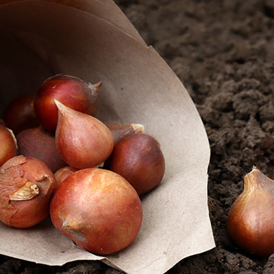 Ash Moor Nursery Autumn plants and gardening advice