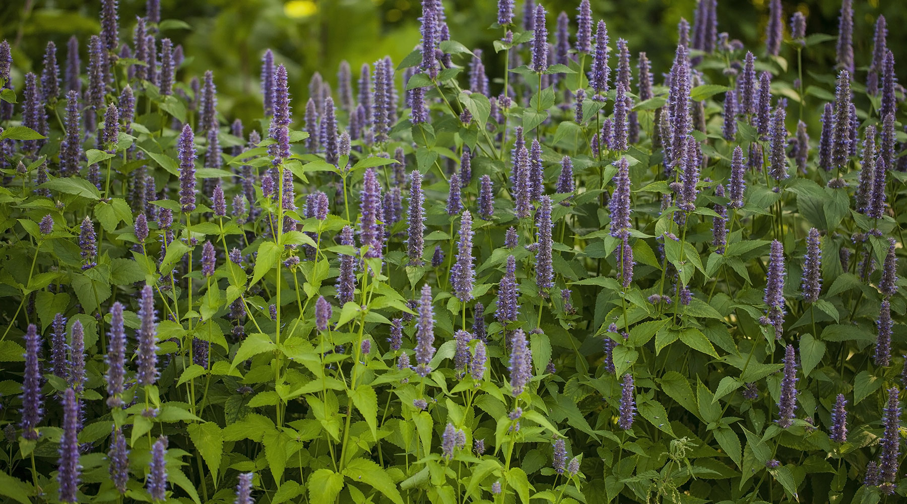 Garden Centre in North Devon - Ash Moor Nursery