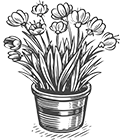 Ashmoor Nursery and Garden Centre  - What to buy in Summer