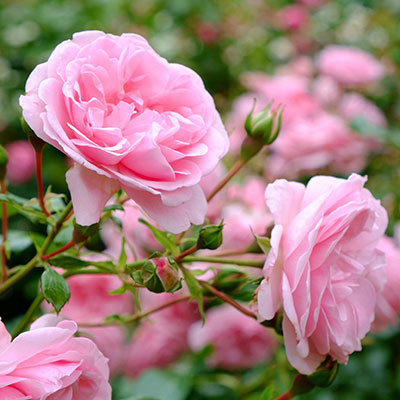 Ash Moor Nursery Summer plants and gardening advice